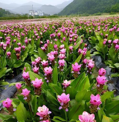 君子兰红色妖姬的养护方法是什么？如何确保其开花？