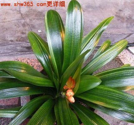 君子兰夏季出现虎斑如何处理？