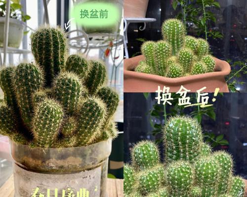 仙人球生长所需的肥料种类有哪些？