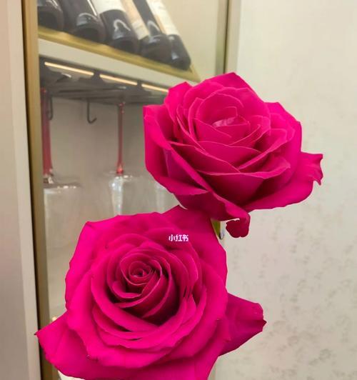 弗洛伊德玫瑰花品种特点是什么？
