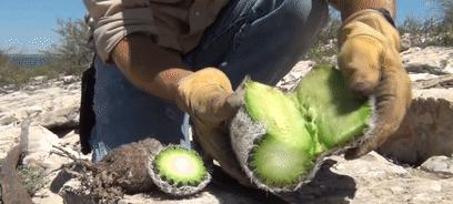 仙人掌发黄软化的原因是什么？如何解决？