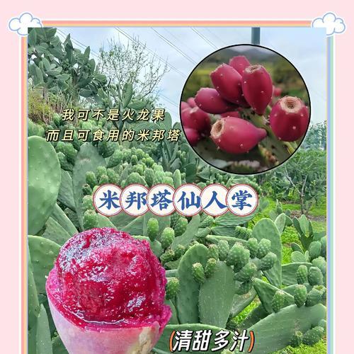 进口仙人掌苗种植方法是什么？如何正确种植进口仙人掌苗？