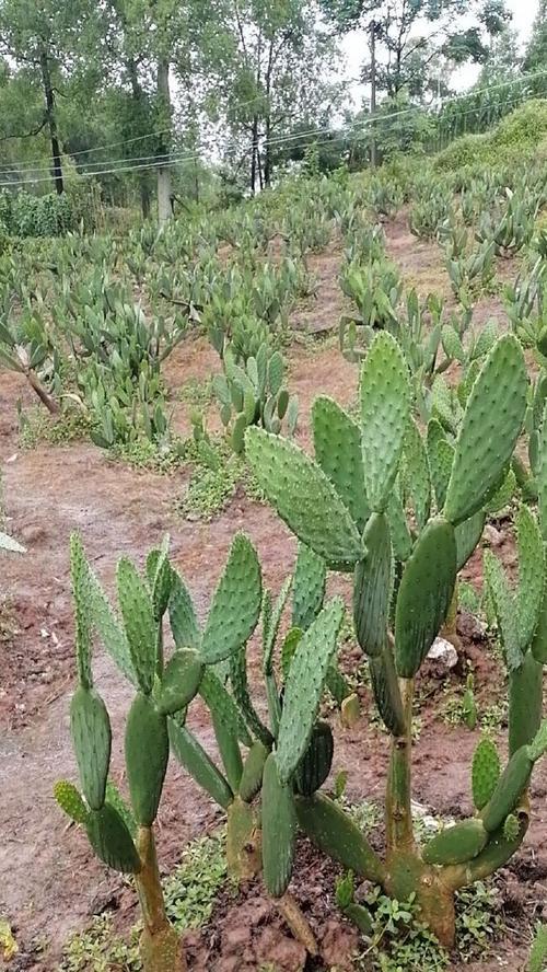 进口仙人掌苗种植方法是什么？如何正确种植进口仙人掌苗？