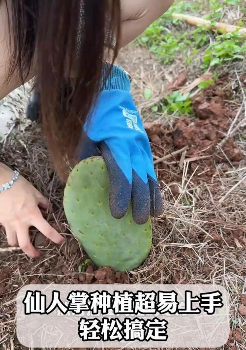进口仙人掌苗种植方法是什么？如何正确种植进口仙人掌苗？