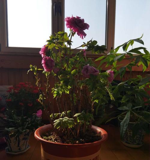 牡丹花春节前开花的原因是什么？