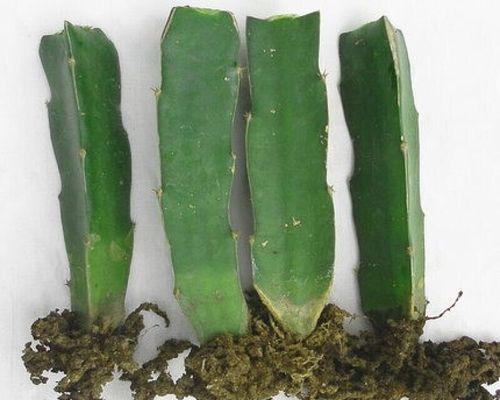 黄色仙人球是如何形成的？