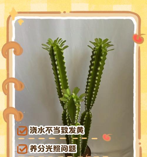 黄色仙人球是如何形成的？