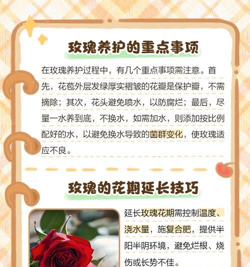 三个叶子的玫瑰花品种有哪些特点？如何养护？