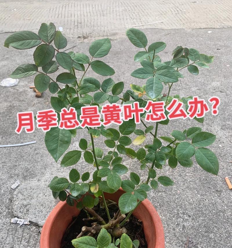 三个叶子的玫瑰花品种有哪些特点？如何养护？