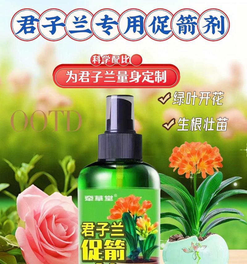 君子兰应该如何养护？常见问题有哪些？