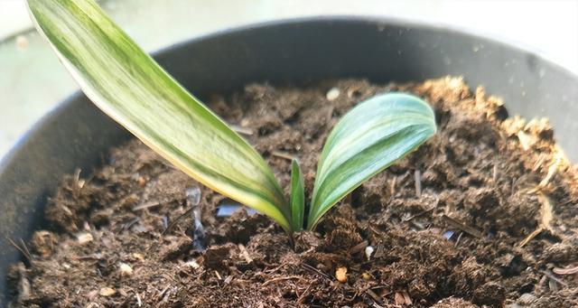 高端花盆中君子兰的种植方法是什么？需要注意哪些问题？