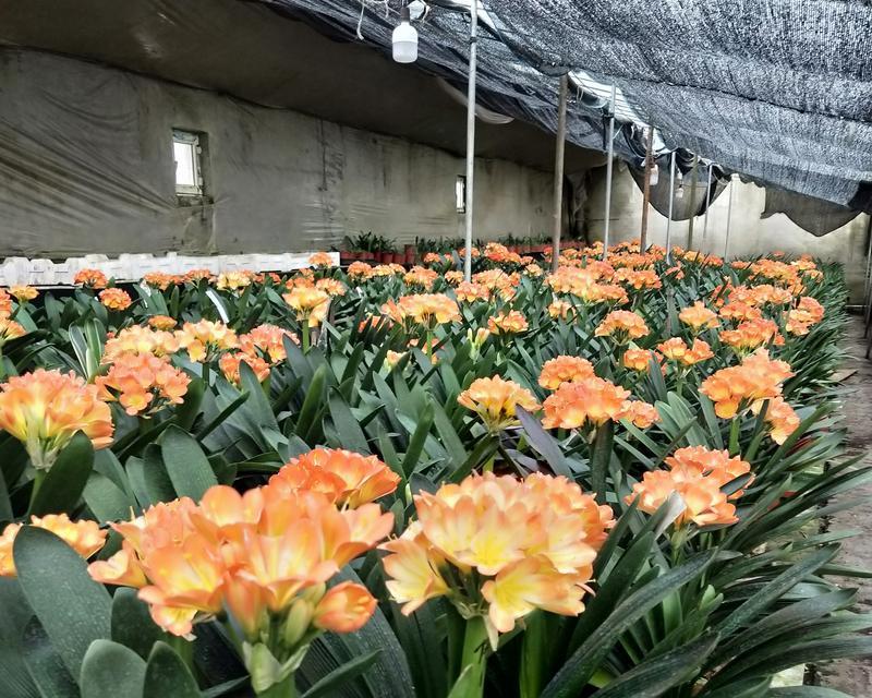 高端花盆中君子兰的种植方法是什么？需要注意哪些问题？