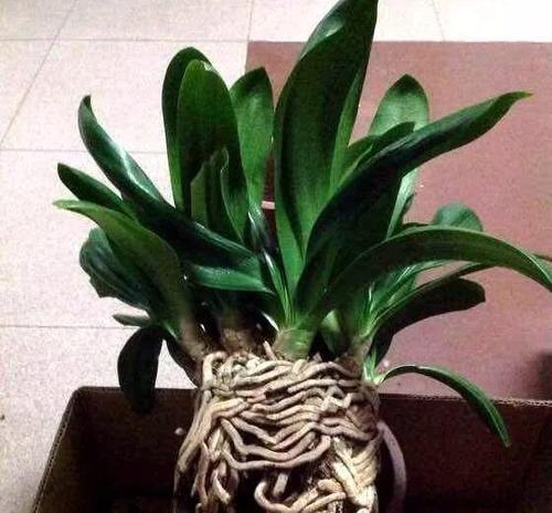高端花盆中君子兰的种植方法是什么？需要注意哪些问题？