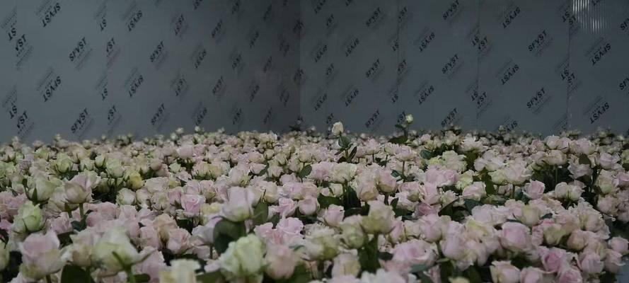 大棚玫瑰花的种植周期通常是多久？种植周期的影响因素有哪些？