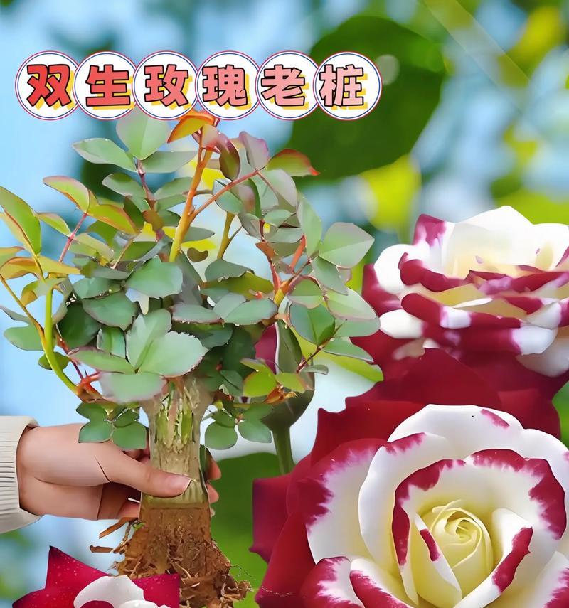 大棚玫瑰花的种植周期通常是多久？种植周期的影响因素有哪些？