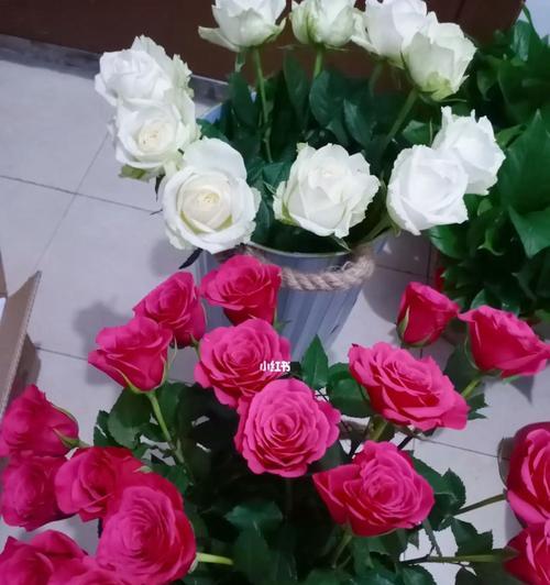 富克玫瑰花怎么养殖的？需要哪些条件和步骤？