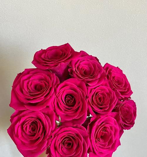 富克玫瑰花怎么养殖的？需要哪些条件和步骤？