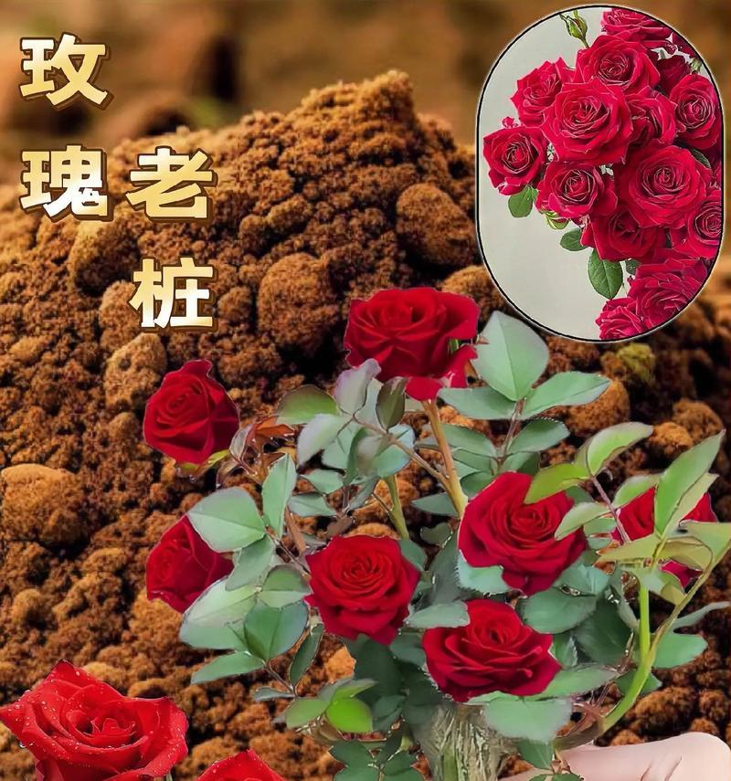 长形盆栽玫瑰花如何养护才美观？