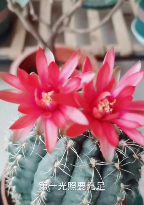 2月仙人球开花后如何管理？