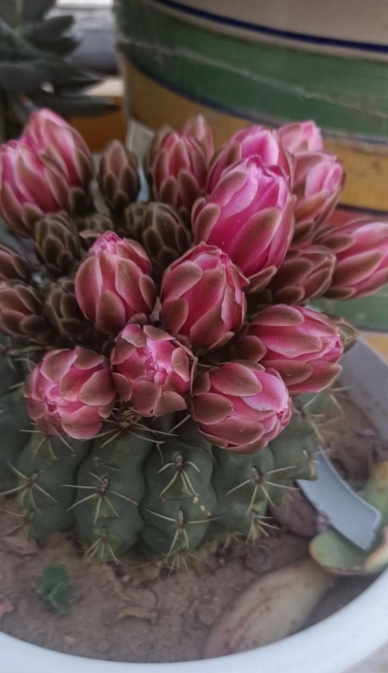 2月仙人球开花后如何管理？