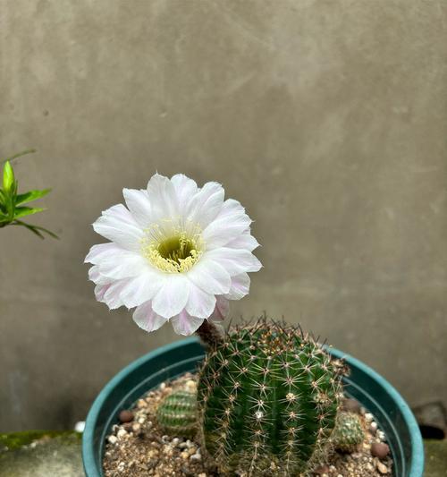2月仙人球开花后如何管理？