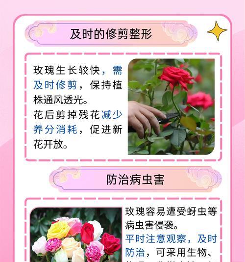 弟弟适合种植哪种玫瑰花品种？如何选择适合的玫瑰花？