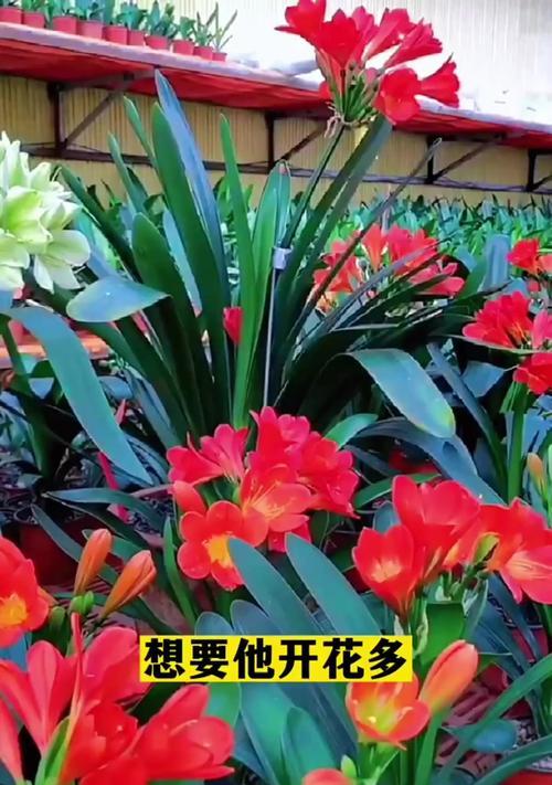 君子兰7月开花的原因是什么？正常吗？