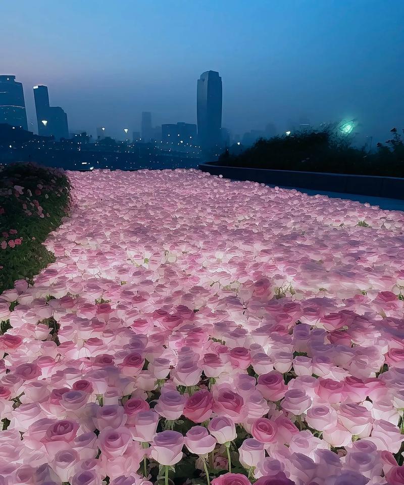 海里种植玫瑰花的方法是什么？可行吗？