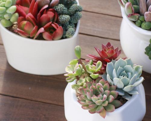 三色仙人掌盆栽的种植技巧是什么？