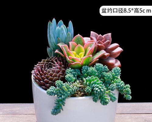 三色仙人掌盆栽的种植技巧是什么？