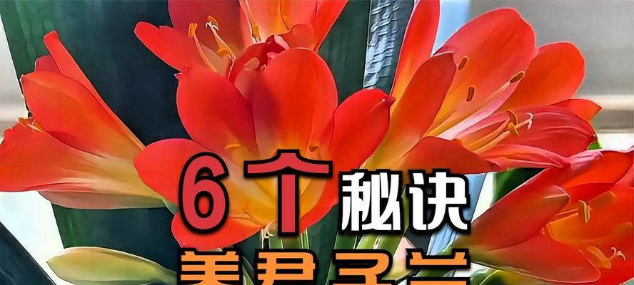 橘红花君子兰的养殖方法是什么？