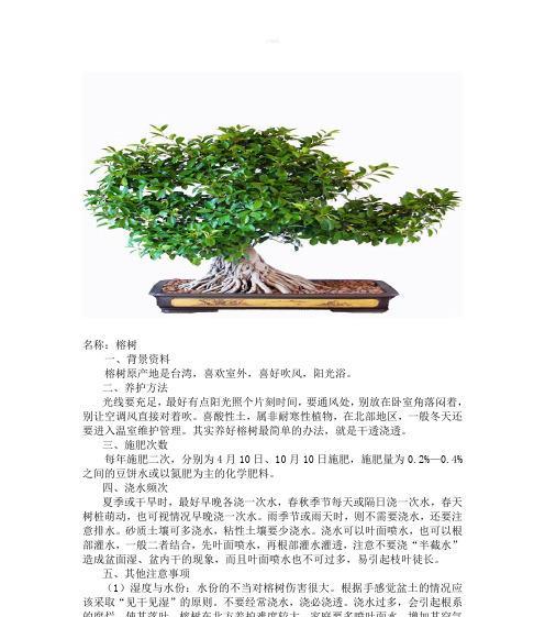 君子兰专用嘉利盆的优缺点是什么？正确的养护方法有哪些？
