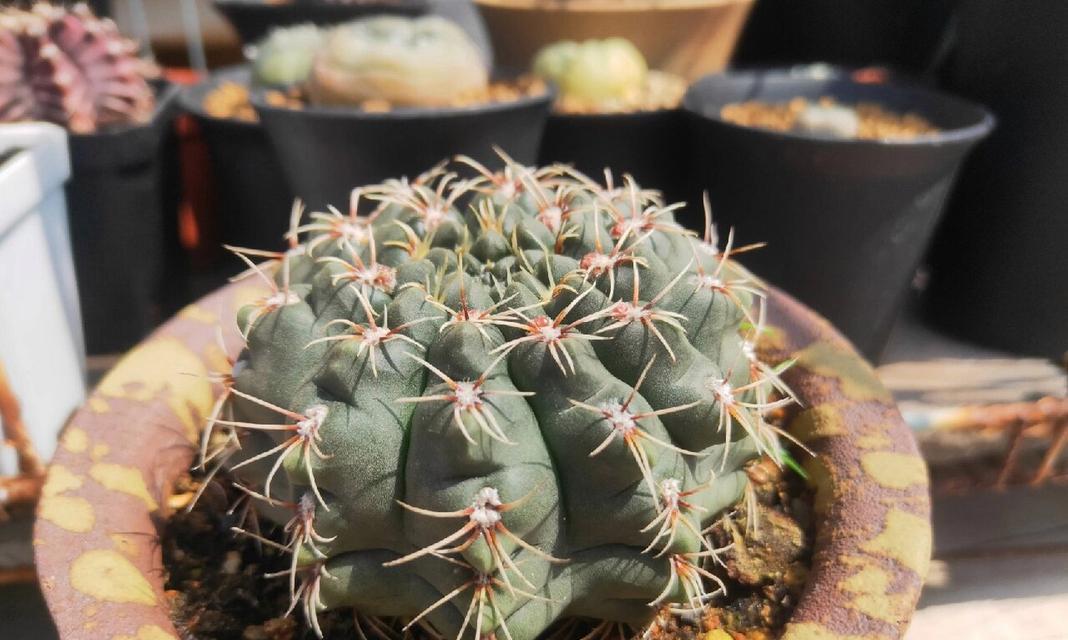 仙人球徒长不开花的原因是什么？如何解决？