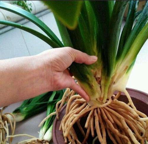君子兰怎么养才能旺叶子？君子兰叶子茂盛的秘诀是什么？