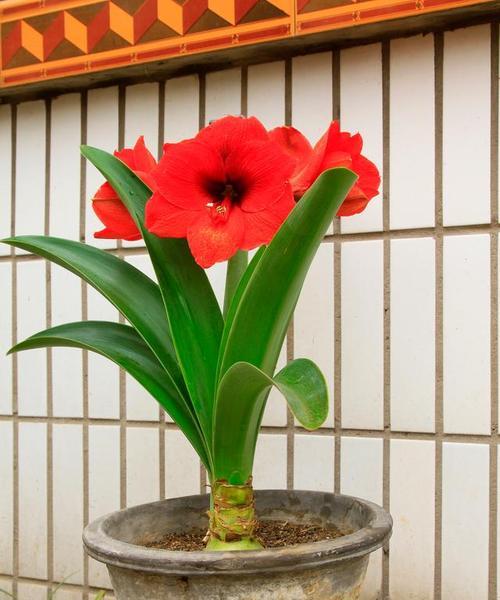 君子兰怎么养才能旺叶子？君子兰叶子茂盛的秘诀是什么？