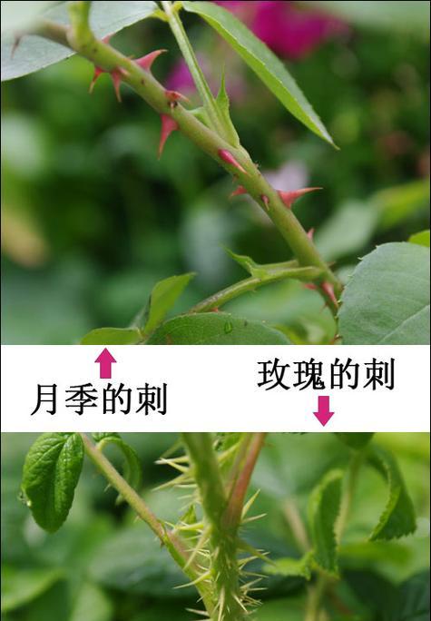 玫瑰花凋落后如何修剪枝条？修剪的正确方法是什么？
