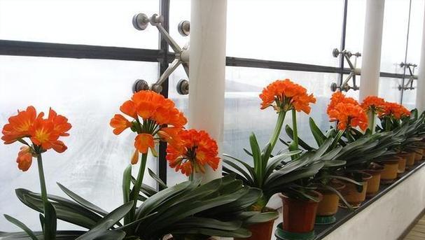 君子兰开花过早如何延缓？有哪些有效的方法？