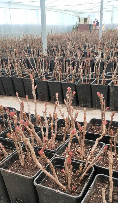 牡丹花种植时土盆选择有技巧吗？