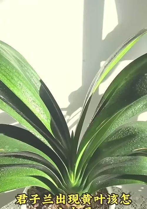 君子兰缺水叶子变黄怎么办？