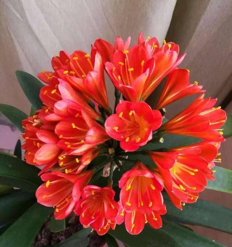 君子兰属于兰草花吗？君子兰的正确养护方法是什么？