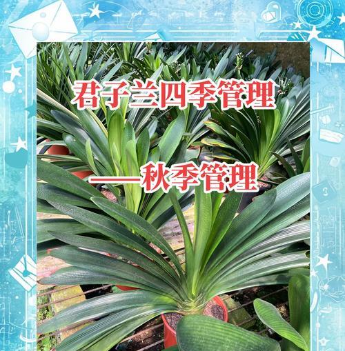 君子兰属于兰草花吗？君子兰的正确养护方法是什么？