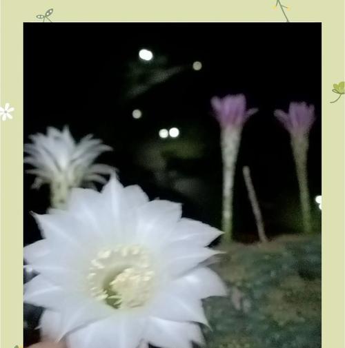 仙人球花收回后如何继续养护？