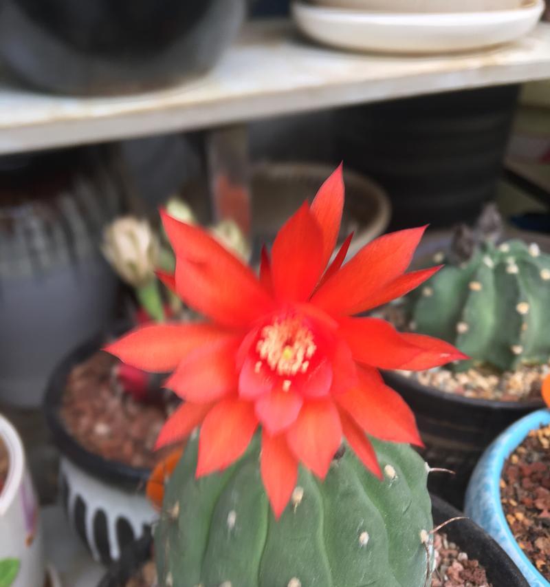 仙人球花收回后如何继续养护？