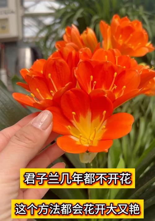君子兰新手养护技巧？怎样促进君子兰开花？