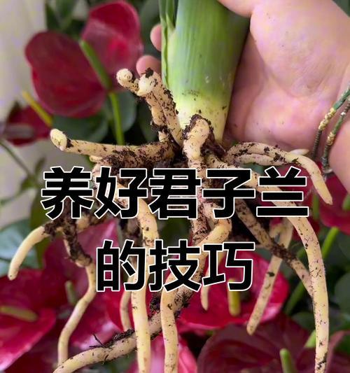 君子兰新手养护技巧？怎样促进君子兰开花？