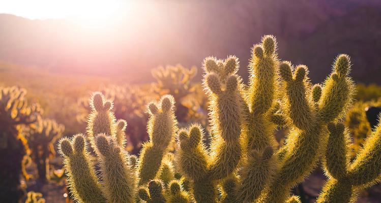 建水仙人掌种植基地的评价如何？种植仙人掌的前景怎样？