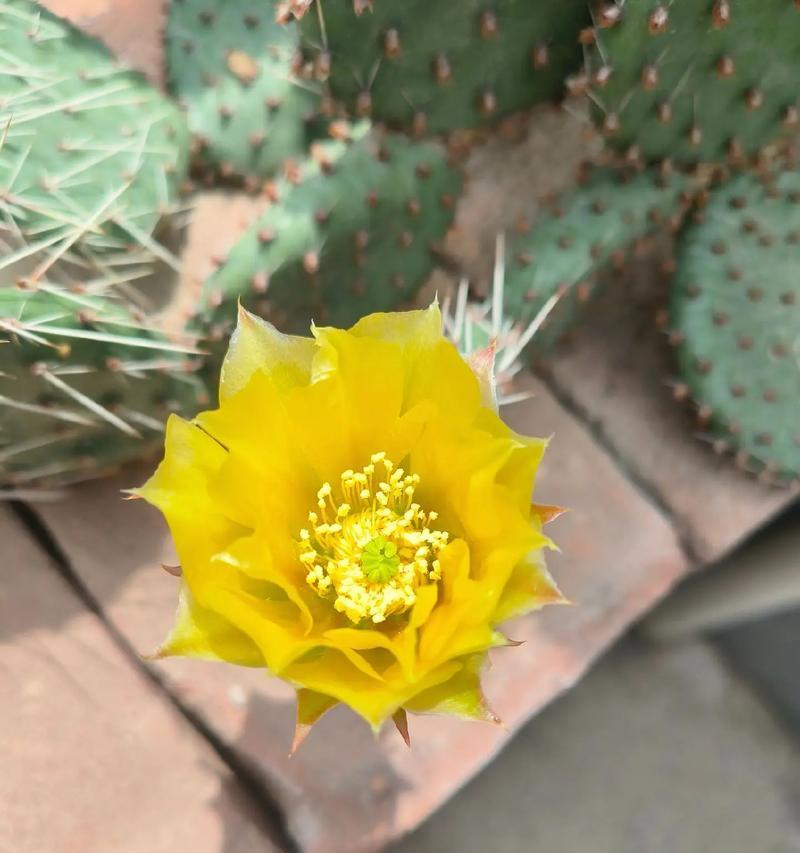 建水仙人掌种植基地的评价如何？种植仙人掌的前景怎样？