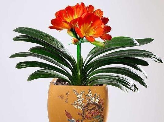君子兰品种的历史背景有哪些？