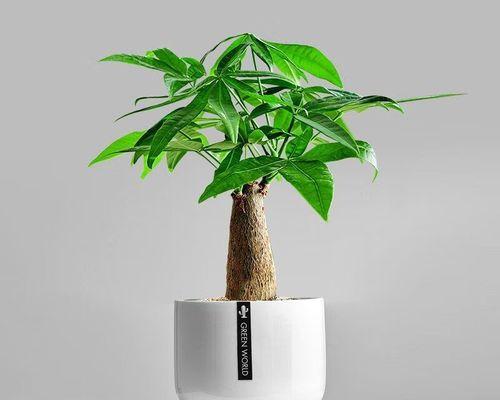 仙人球和发财树盆栽养护有何不同？如何同时养好仙人球和发财树？