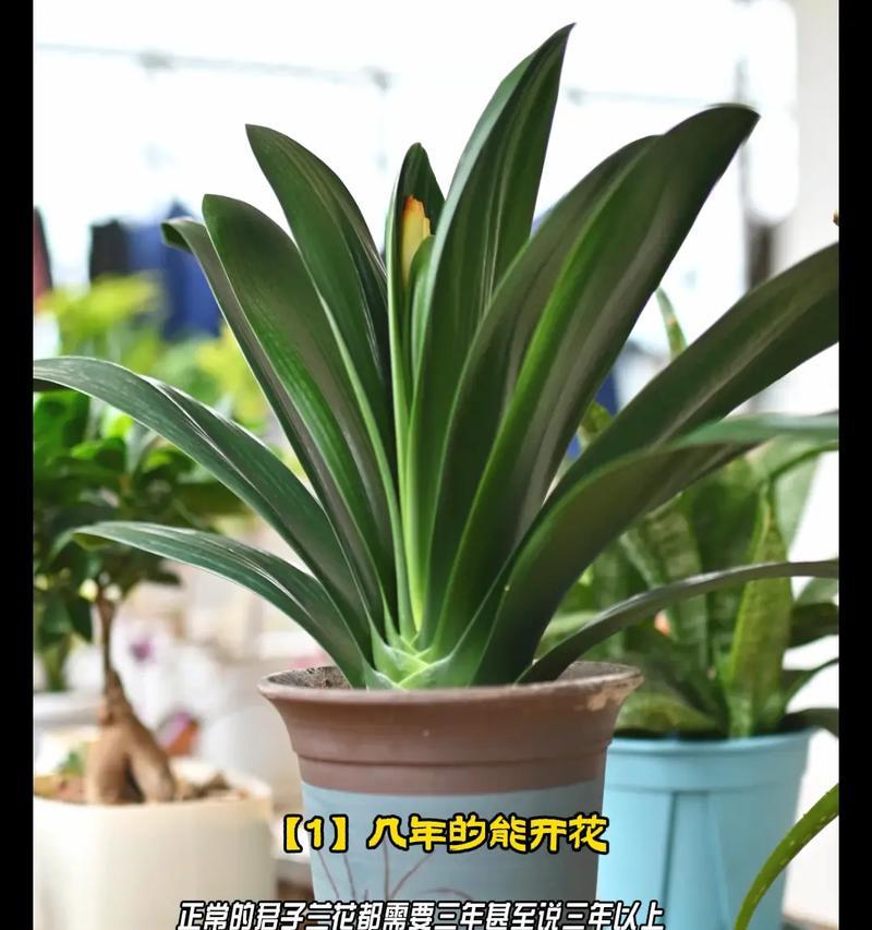 使用花园土养君子兰可行吗？有哪些特别的养护技巧？